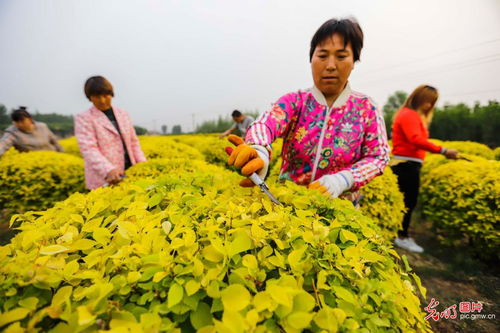 河北遵化 景觀苗木錢景廣闊，樹木種植經(jīng)營大有可為