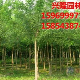 山東濱州興隆景觀苗木銷售公司 優(yōu)質速生國槐與白蠟的專業(yè)供應商