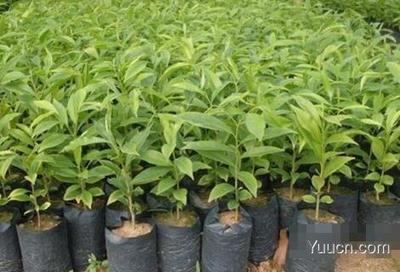 沉香樹種植與沉香木市場價值探析及農(nóng)副產(chǎn)品銷售策略